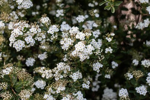 Free White spirea flowers in full bloom capture the essence of spring outdoors. Stock Photo