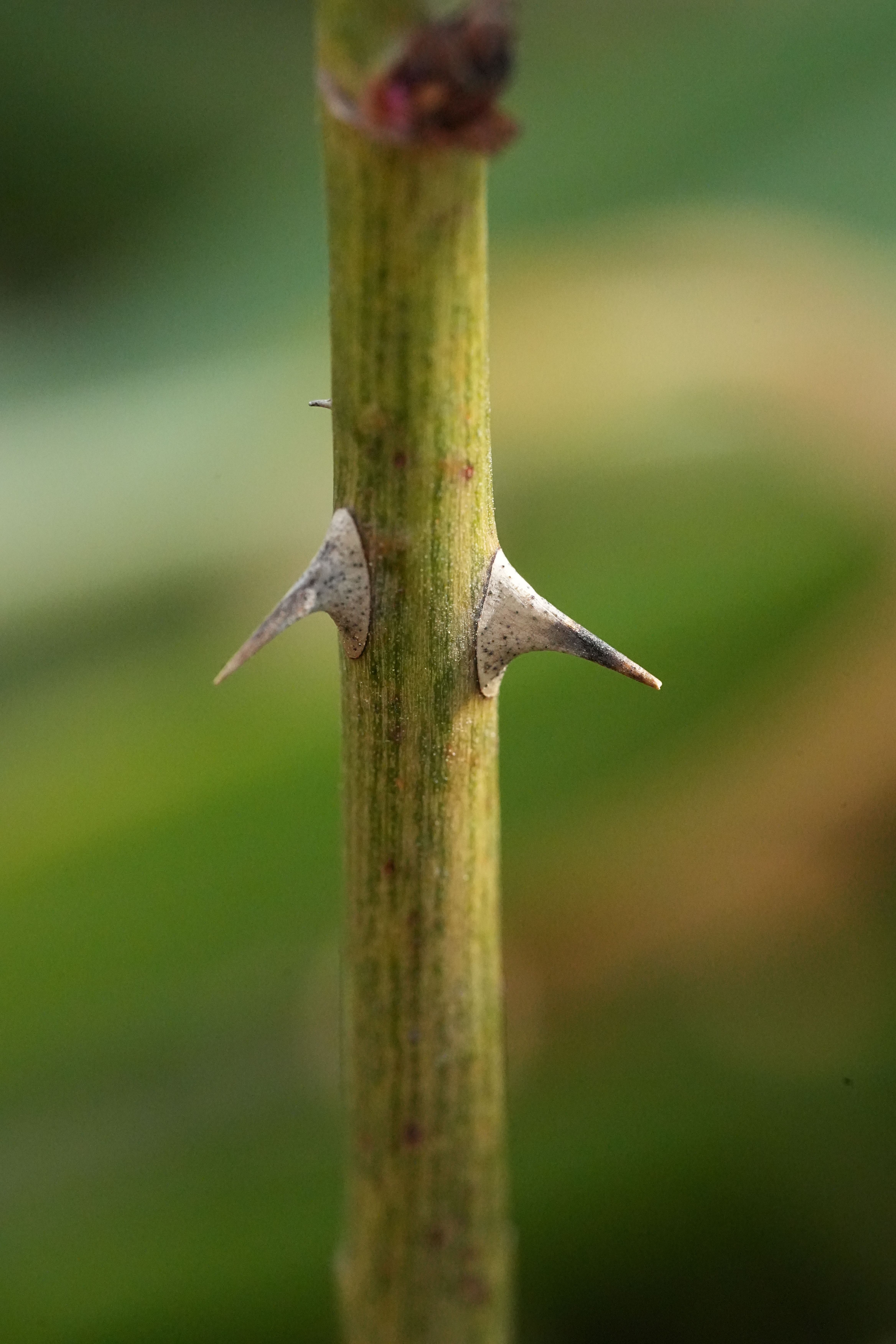 Macro shot of thorns on a green stem highlighting nature's defenses.