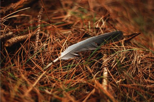 Free Close-up of a single feather resting on autumn pine needles, evoking nature's tranquility. Stock Photo