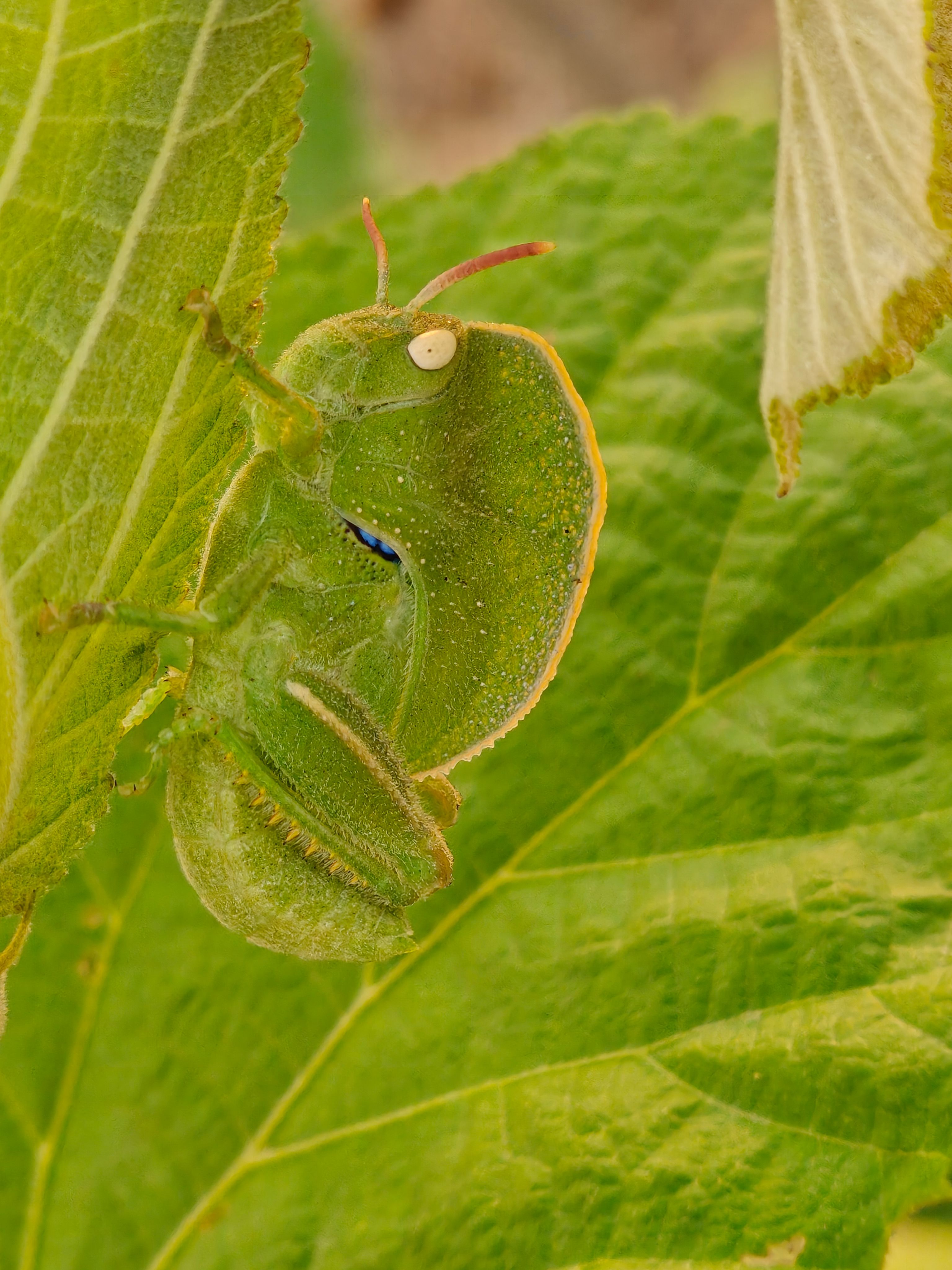 Close-up of a Notably Detailed Green Shield Bug on Leaf · Free Stock Photo