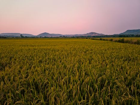 Serene view of rice fields against a pink sunset sky in Gia Lai, capturing natural beauty and sustainability.