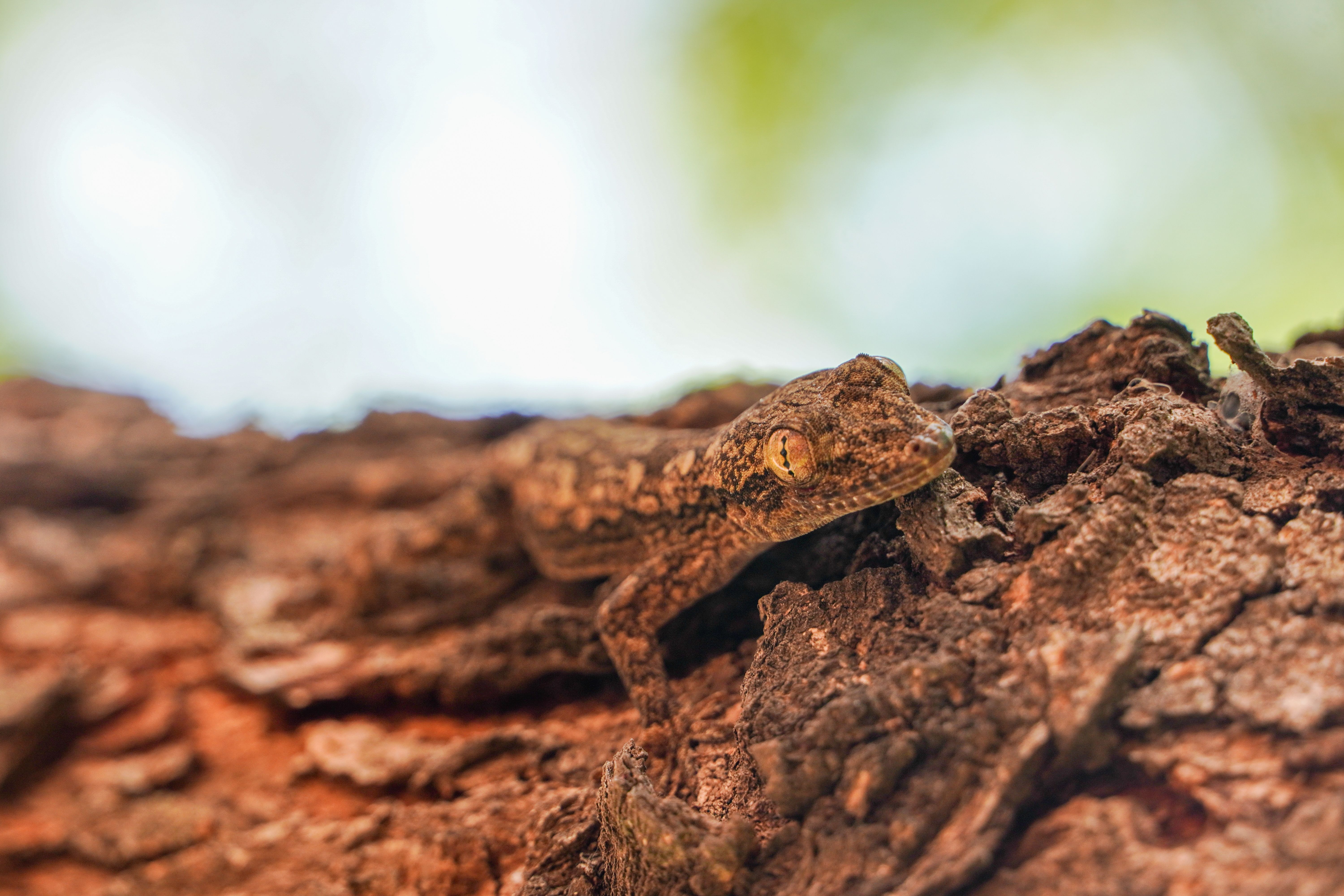 Camouflaged Gecko on Tree Bark Close-up · Free Stock Photo