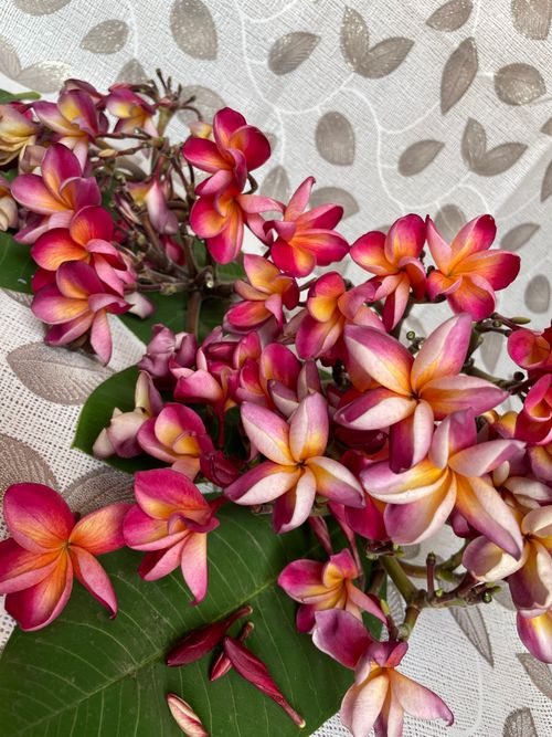 Free Bright and colorful plumeria flowers captured up close, showcasing vivid pink and orange hues. Stock Photo