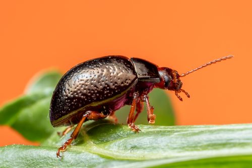Free Close-up macro photograph of a shiny black beetle on a green leaf with vibrant orange background. Stock Photo