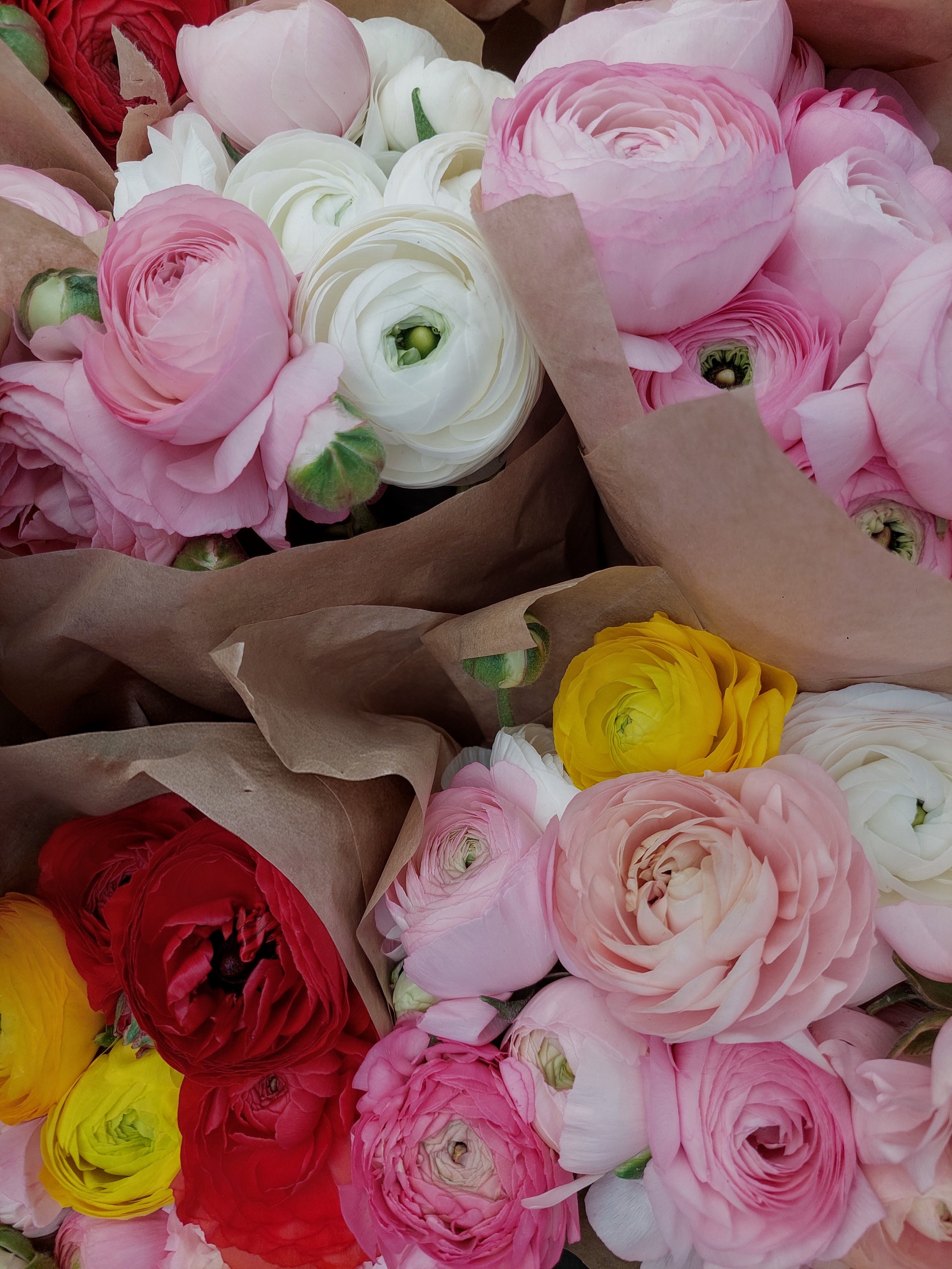 Colorful ranunculus bouquets wrapped in paper, showcasing vibrant pink, red, and white flowers.