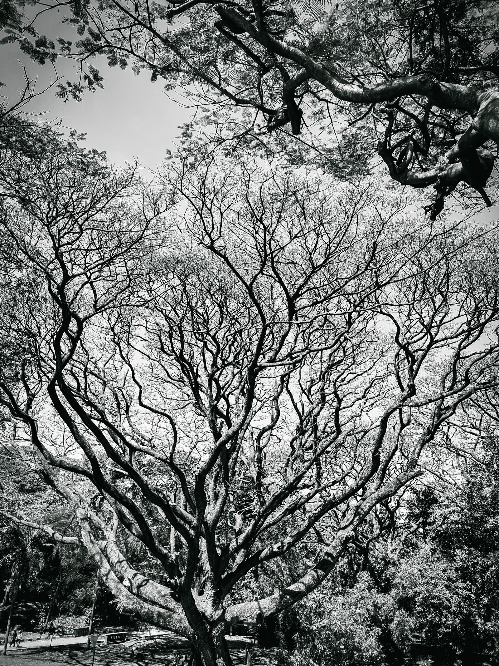 10.000+ Foto Ranting Pohon Terbaik · Unduh Gratis 100% · Foto Stok Pexels