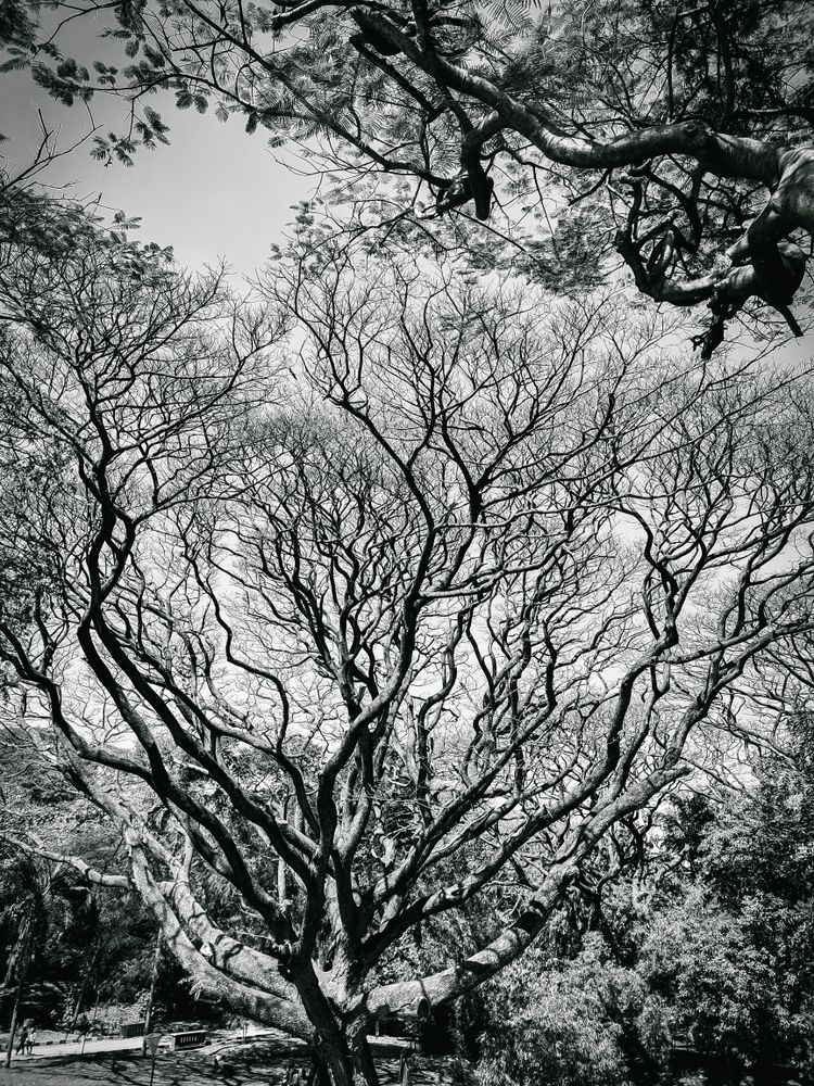 10.000+ Foto Ranting Pohon Terbaik · Unduh Gratis 100% · Foto Stok Pexels