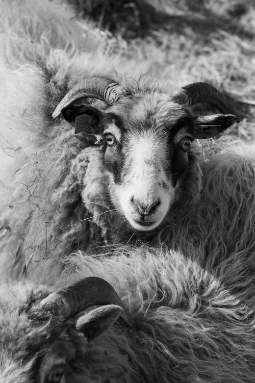 Free A mesmerizing black and white portrait of two rams with curled horns, captured in Norway's serene outdoors. Stock Photo
