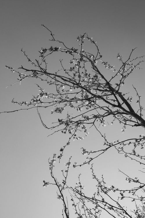 Free A serene black and white capture of spring blossoms on tree branches against the sky. Stock Photo