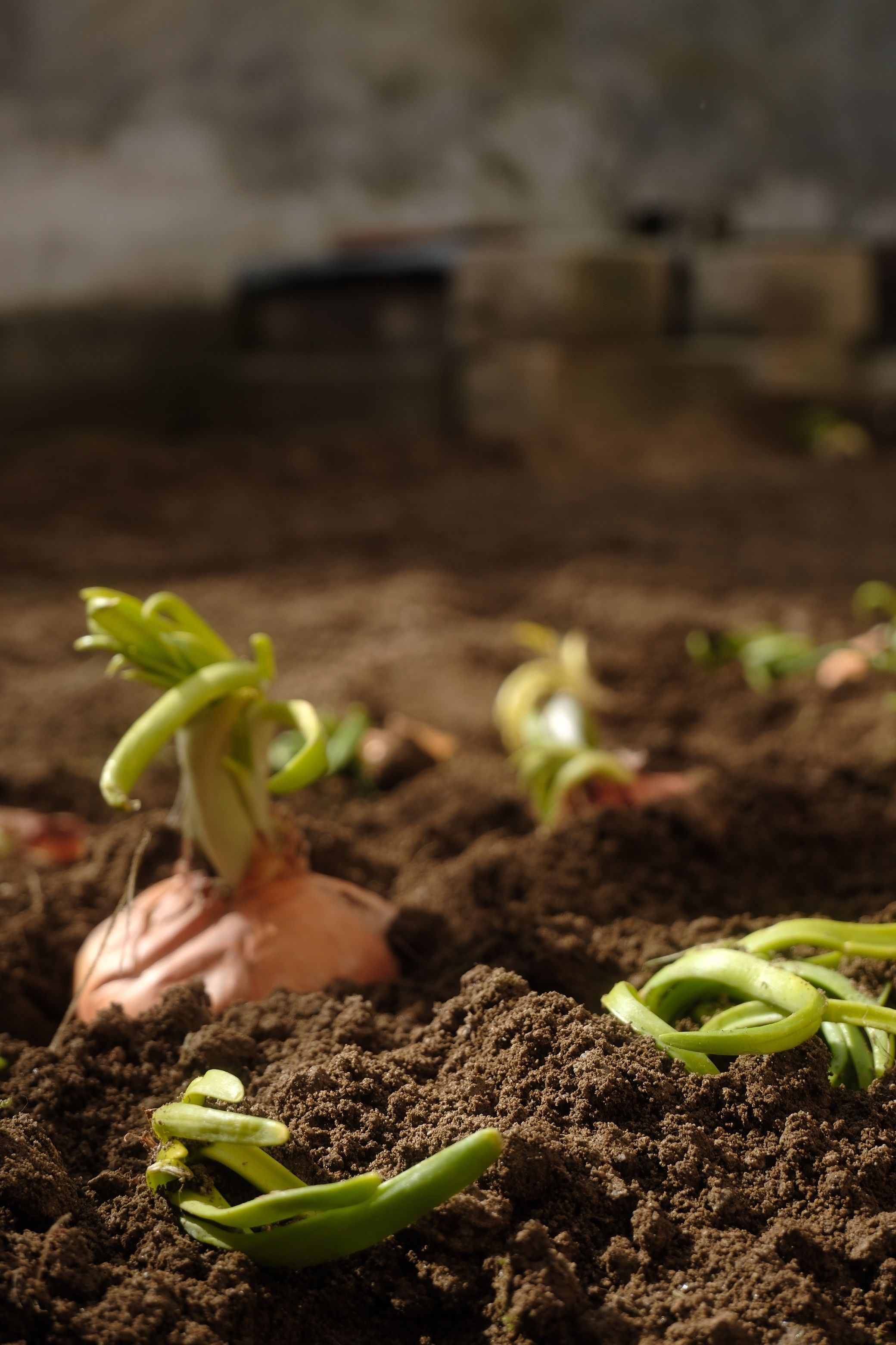 Detailed view of an onion sprouting in rich soil, showcasing new growth in a cultivated environment.