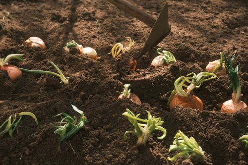 Free Close-up of sprouting onions emerging in rich soil, reflecting early spring garden preparation. Stock Photo