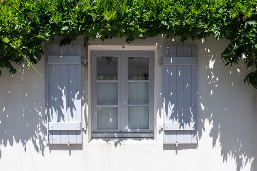 A picturesque window with blue shutters surrounded by lush greenery, casting playful shadows.