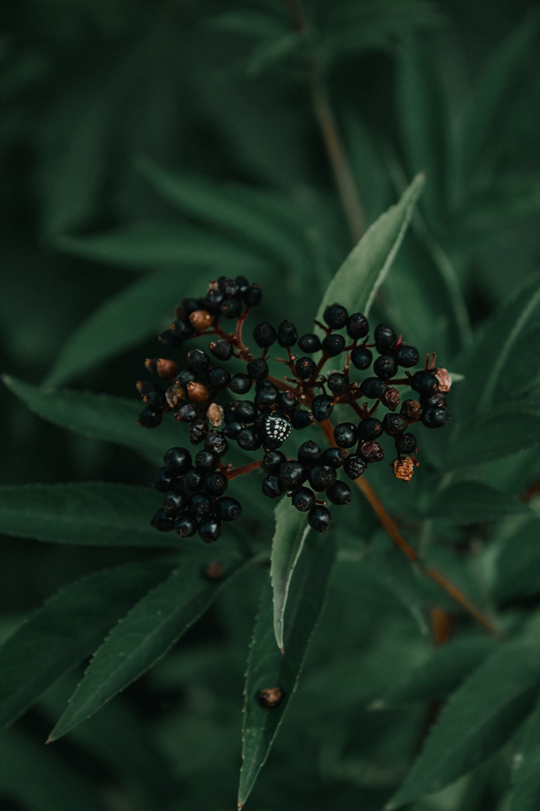 Elderberry plant with ripe dark berries and green foliage Elderberry plant with ripe dark berries and green foliage