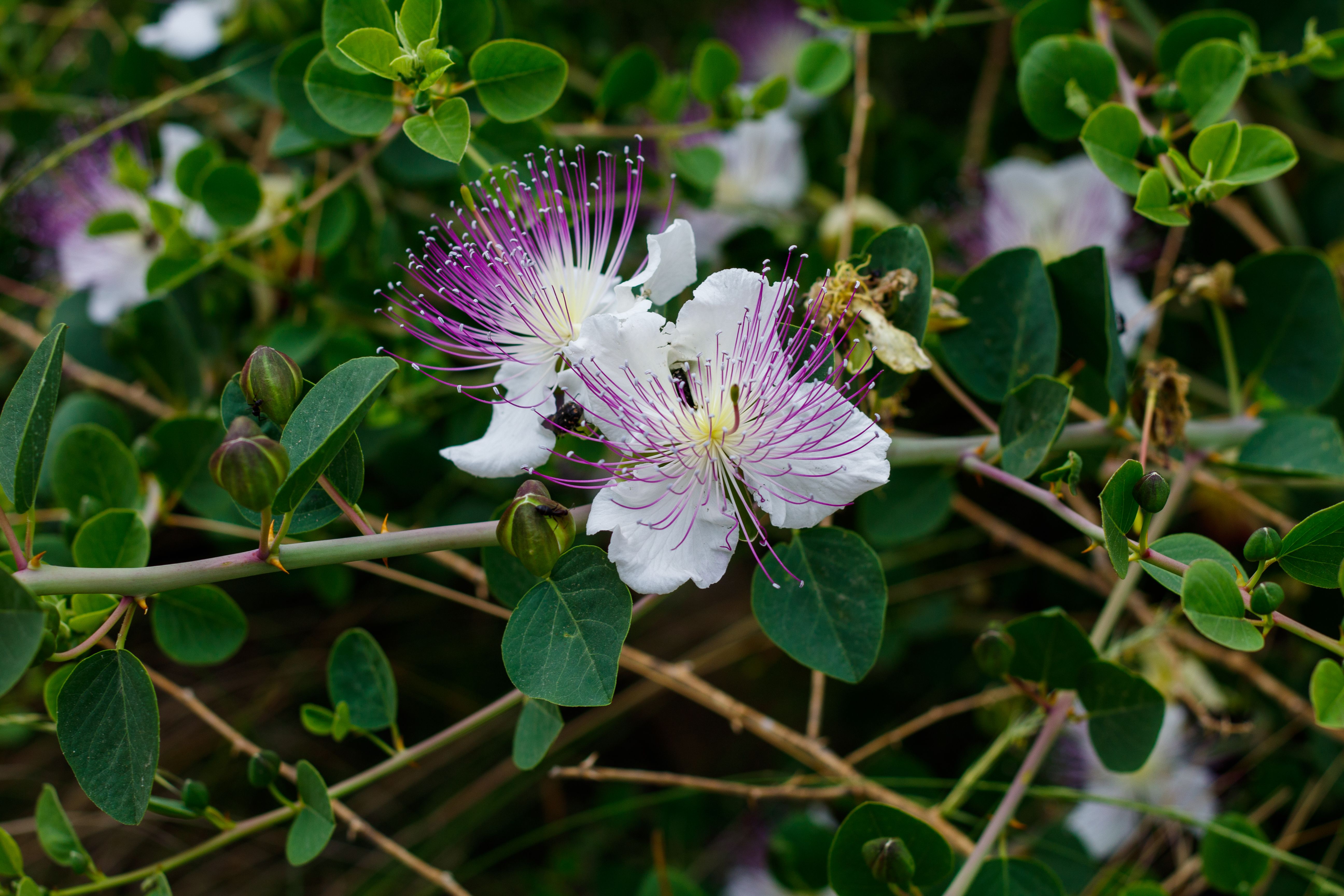 caper blossom used in Minu shampoo||minu-shampoo-benefits-uses-guide.jpg