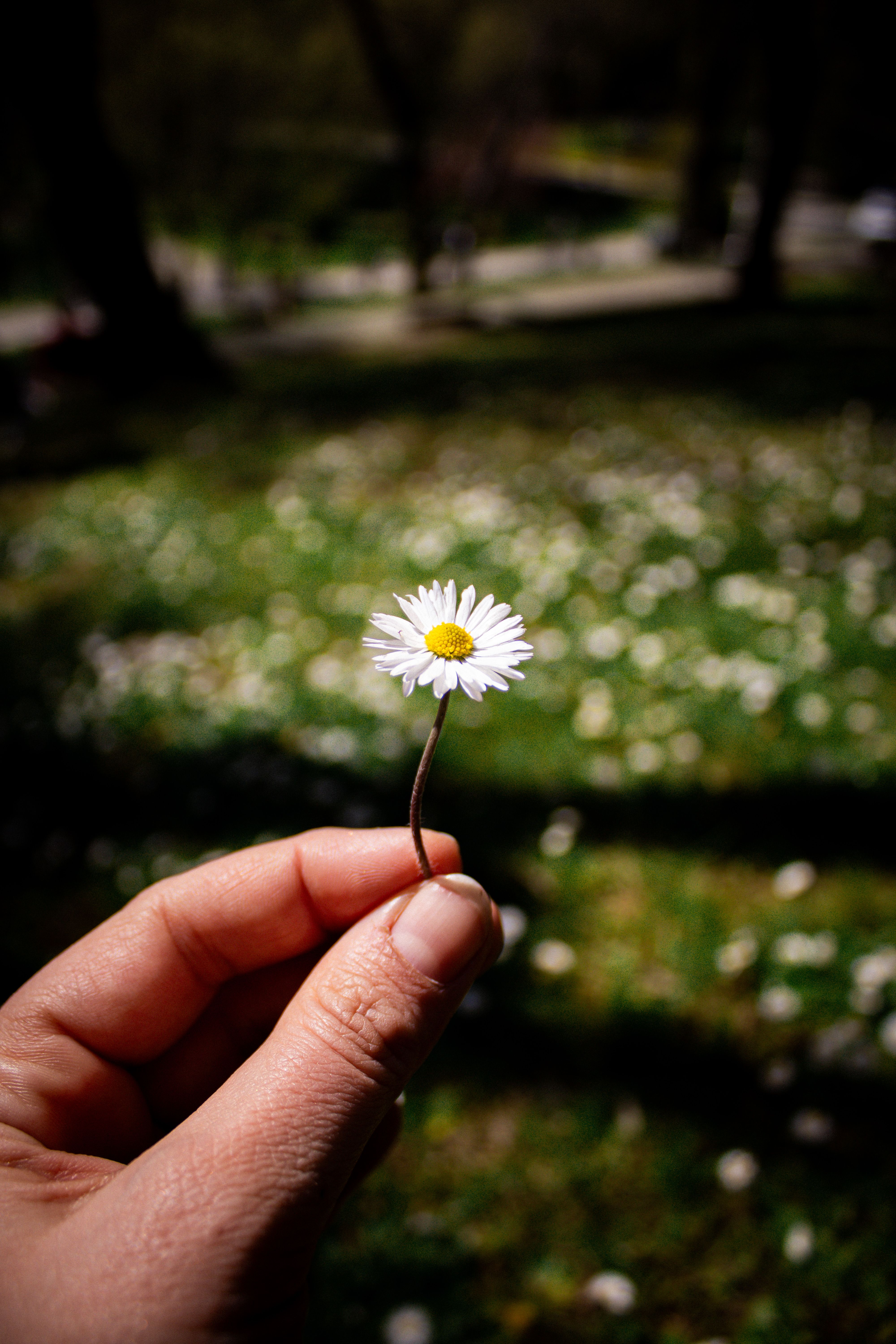 A hand holding a daisy flower against a blurred green background in a sunny setting.