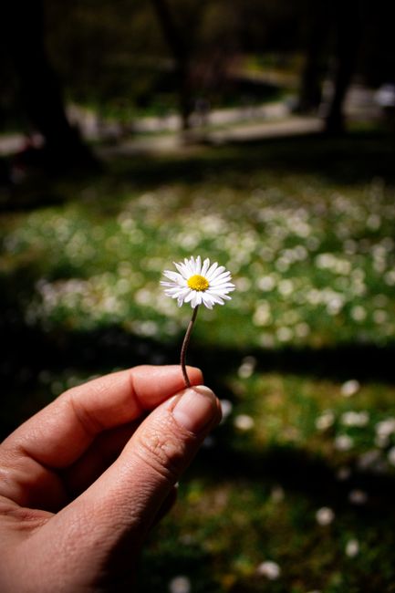 A hand holding a daisy flower against a blurred green background in a sunny setting.