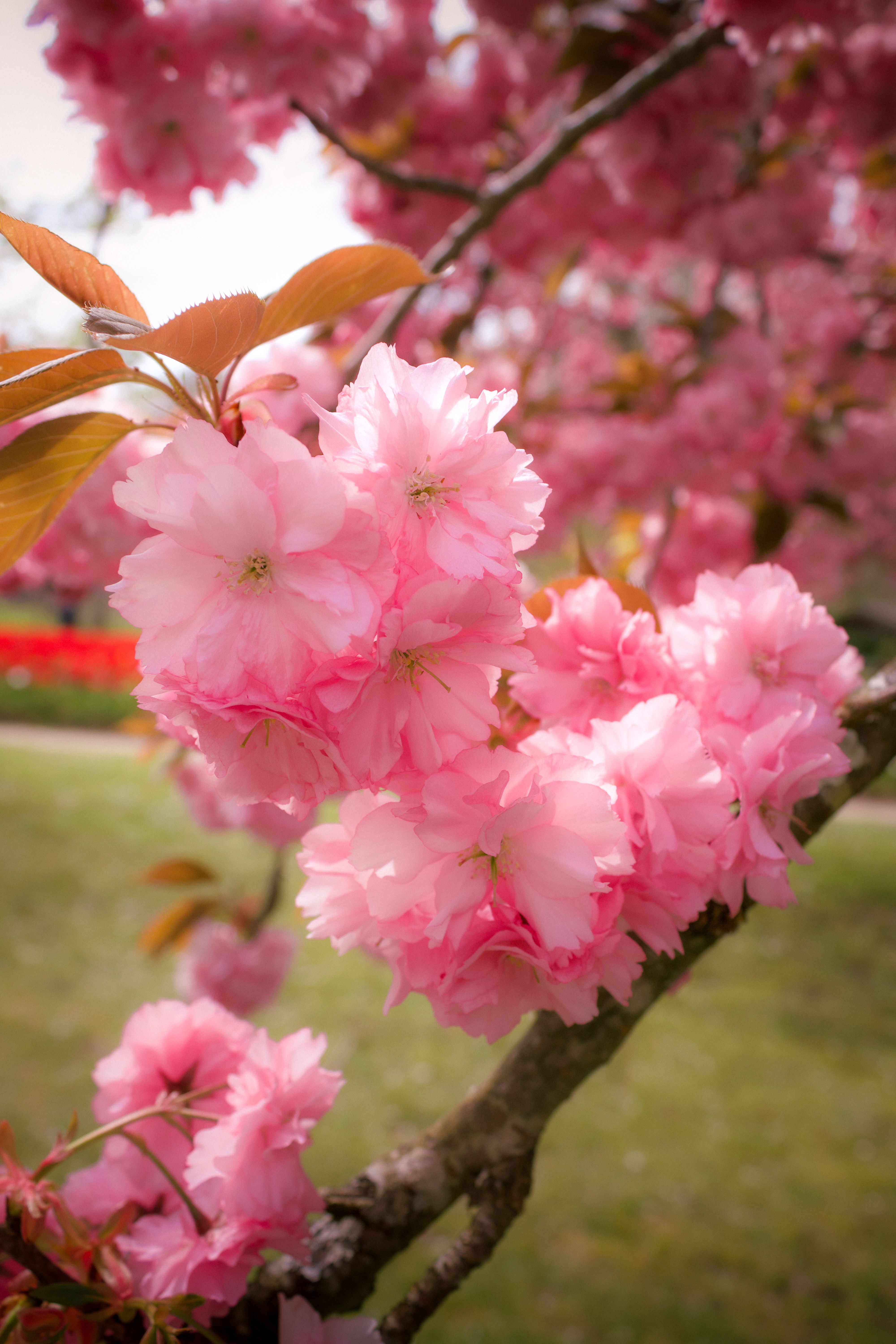 Pink Cherry Blossoms in Full Bloom · Free Stock Photo