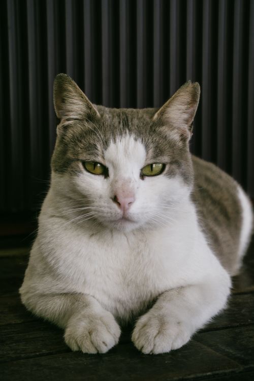 Free A serene domestic cat in a close-up portrait, indoor setting. Stock Photo