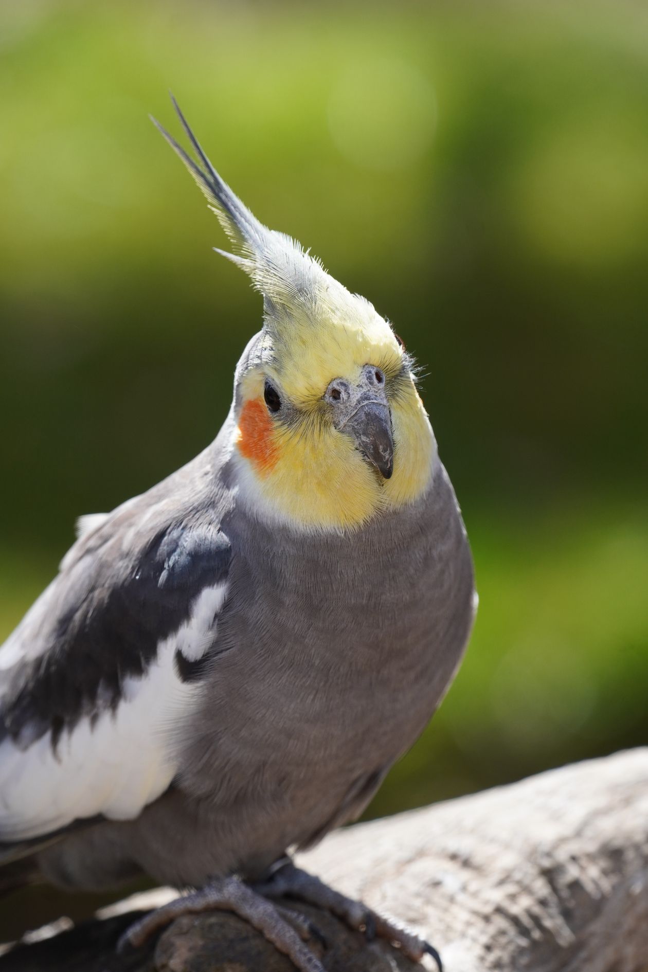 Cockatiel Colors: 10 Mutations, ID Clues & Genetics Guide