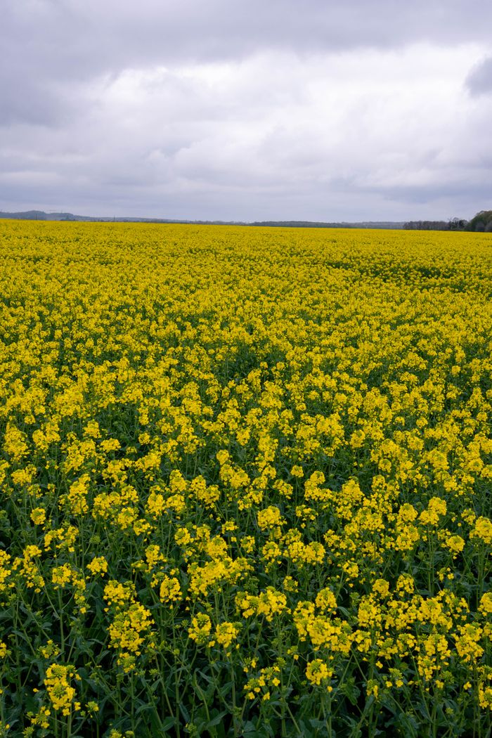 Rapeseed field in bloom, photo by Bingqian Li on Pexels
