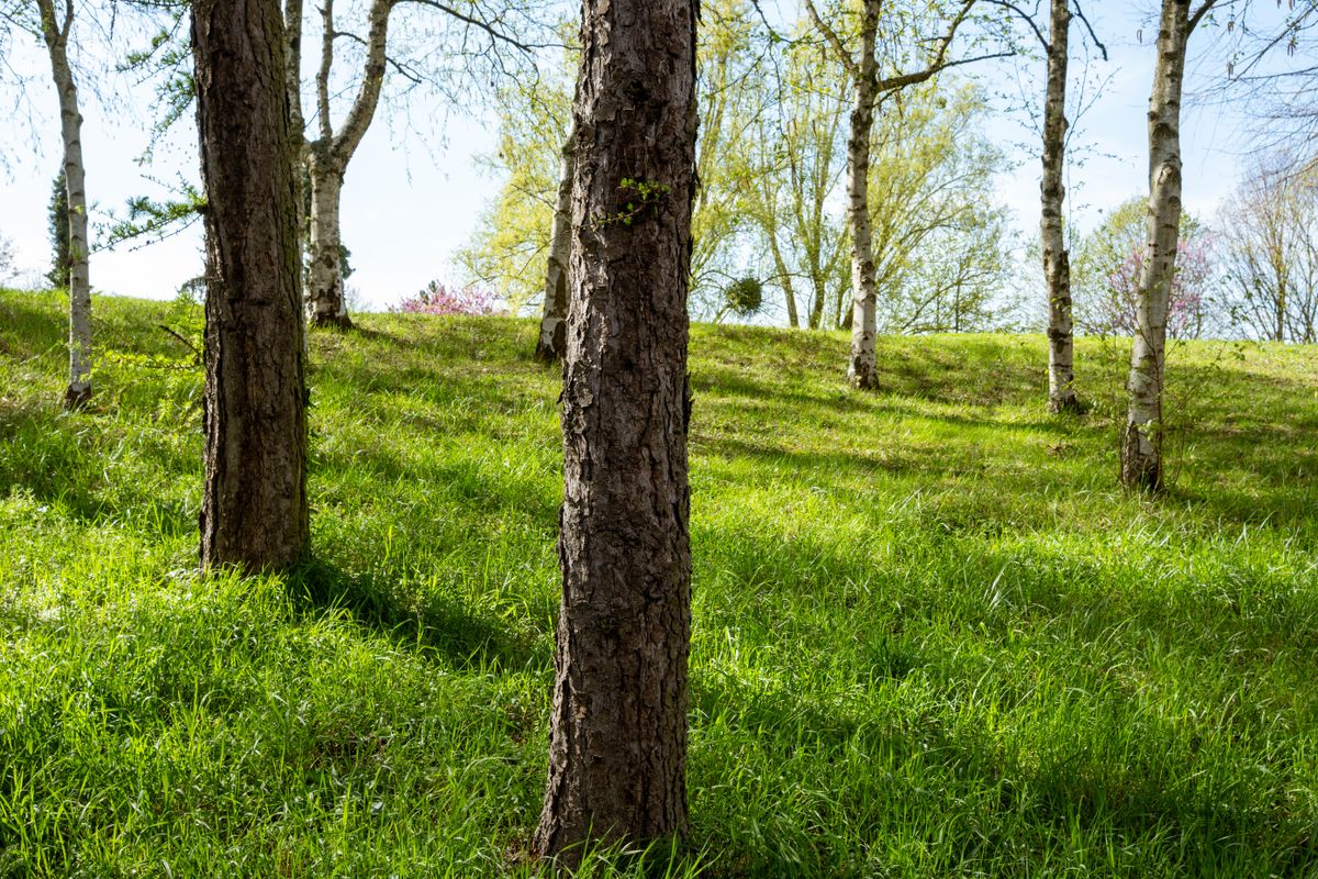 Memotrees, Cumbria