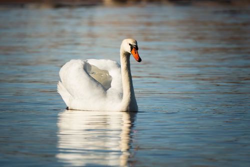 Free Captivating image of a mute swan elegantly swimming across tranquil lake water. Stock Photo