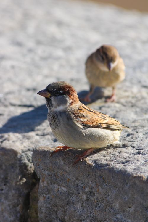Free Close-up of two house sparrows perched on a stone ledge in daylight, Argentina. Stock Photo