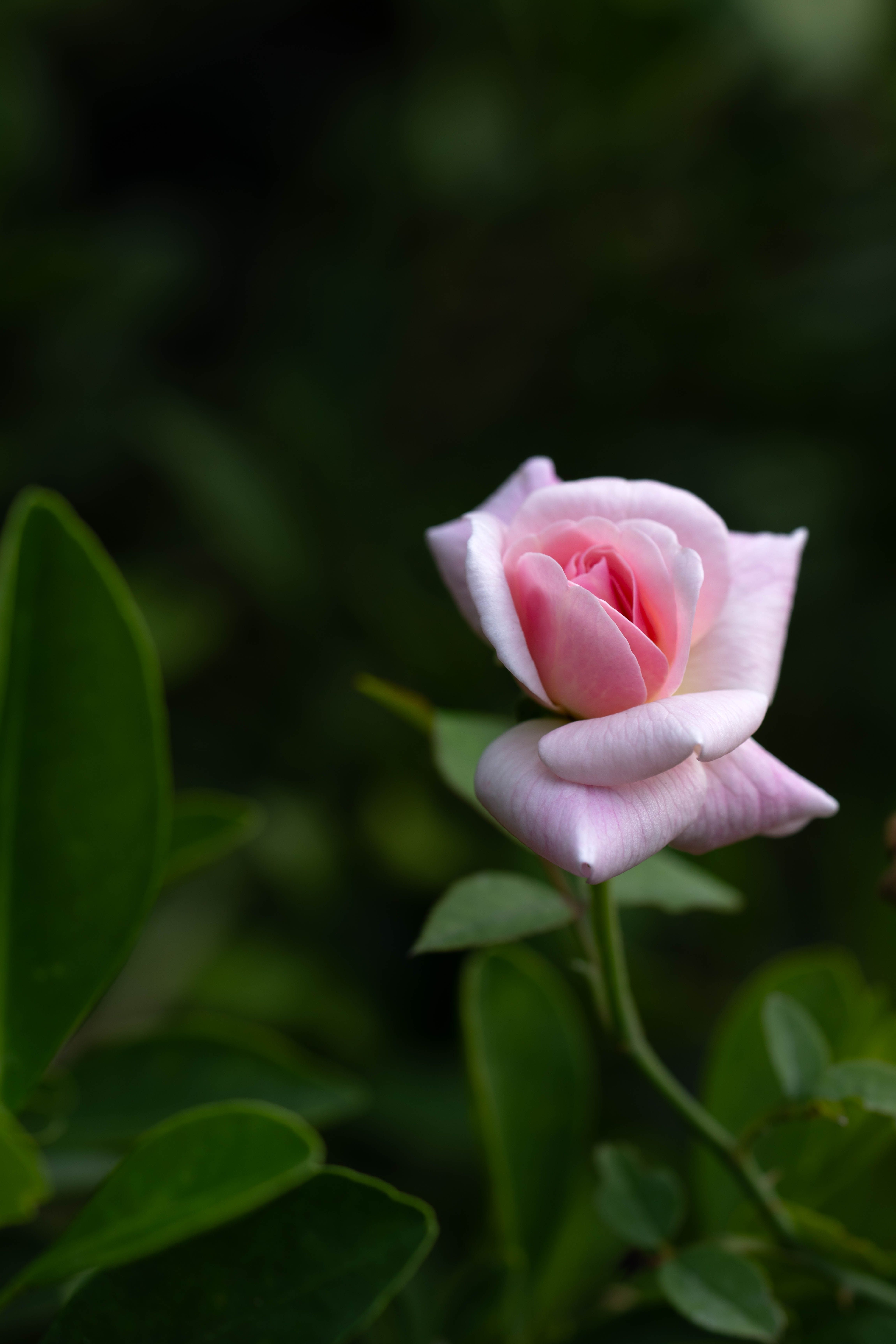 Close-Up of Pink Rose in Natural Setting · Free Stock Photo