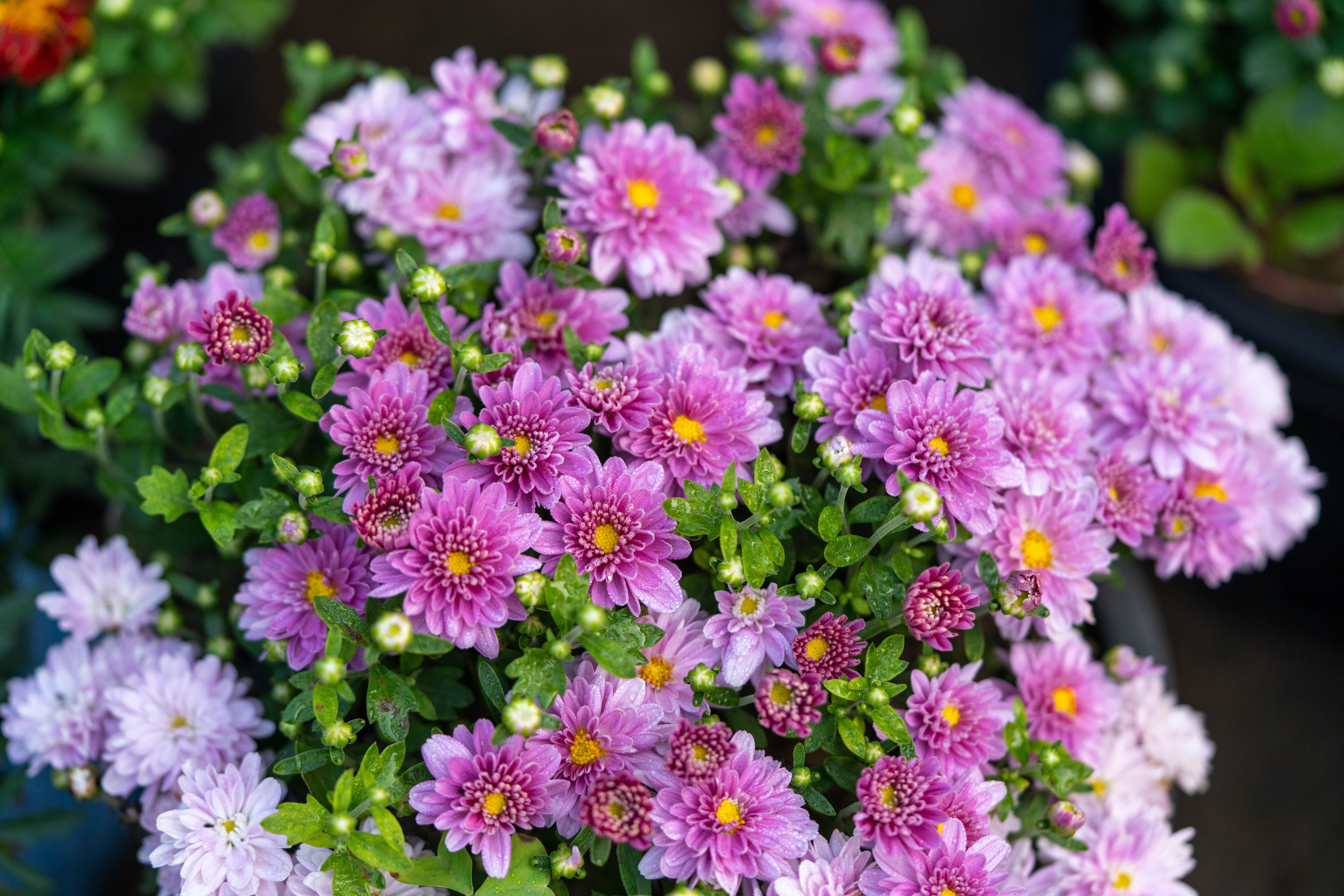 Essential Care Tips for Perennials