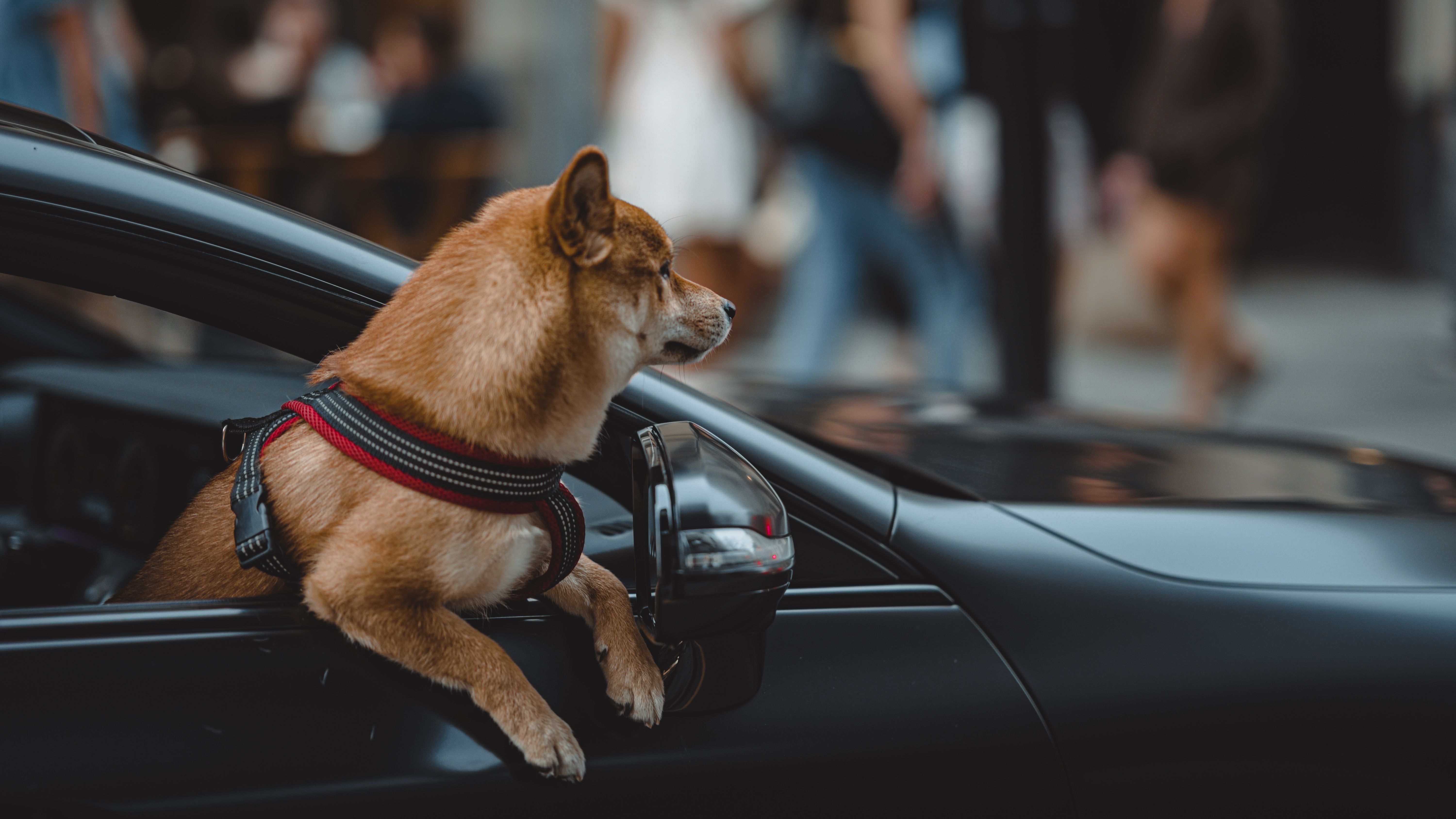 pet lifestyle store — Photo by Anton Kotlovskii on Pexels