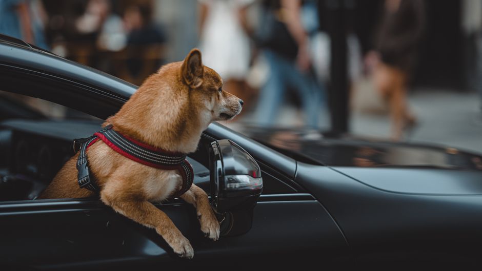 Dog Car Harness vs Booster Seat: Which Restraint Is Safest?