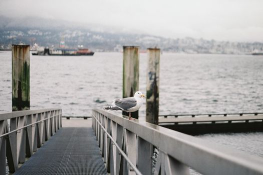 A seagull on a waterfront dock with misty mountains in Vancouver, Canada.