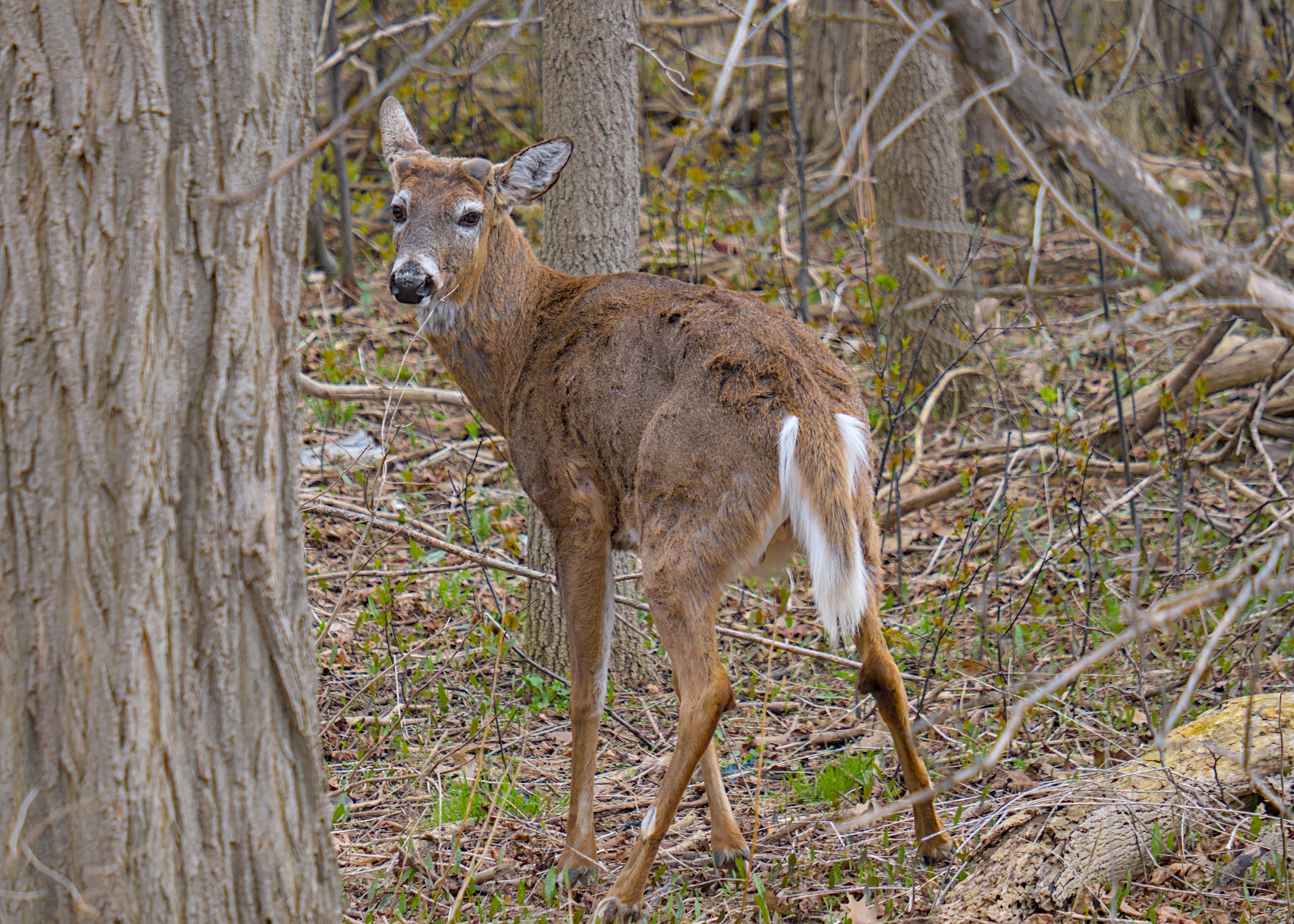 Flocks, Deer, or Other Prey Acting Uneasy