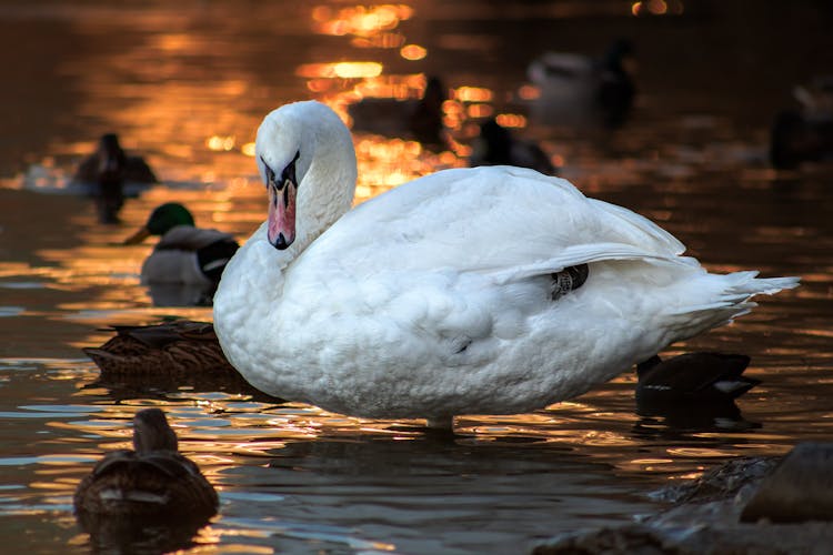 White Swan On Water