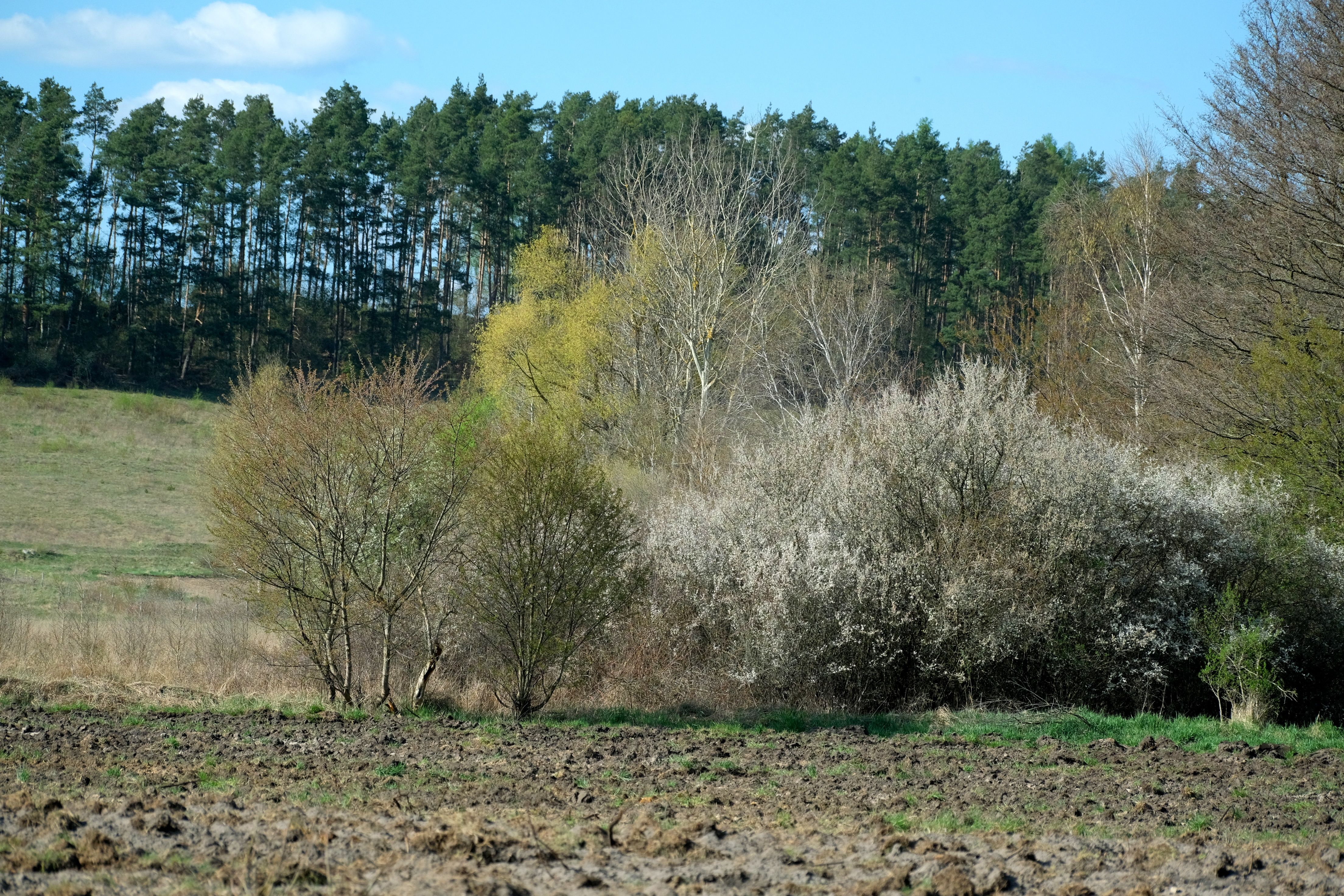Serene Spring Forest Landscape with Trees and Shrubs · Free Stock Photo