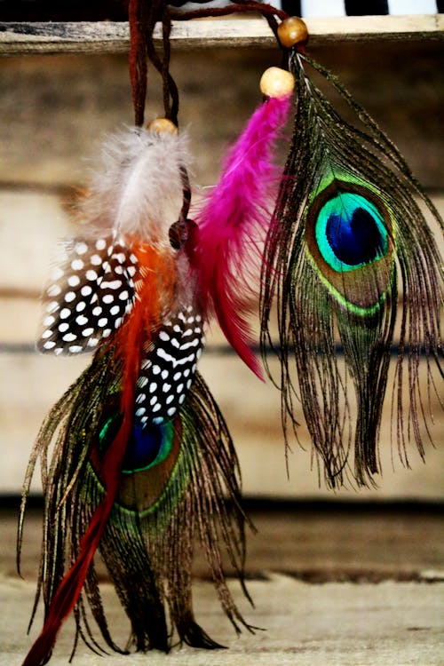 Set of Multicolored Peacock Feathers Hanging on Rope