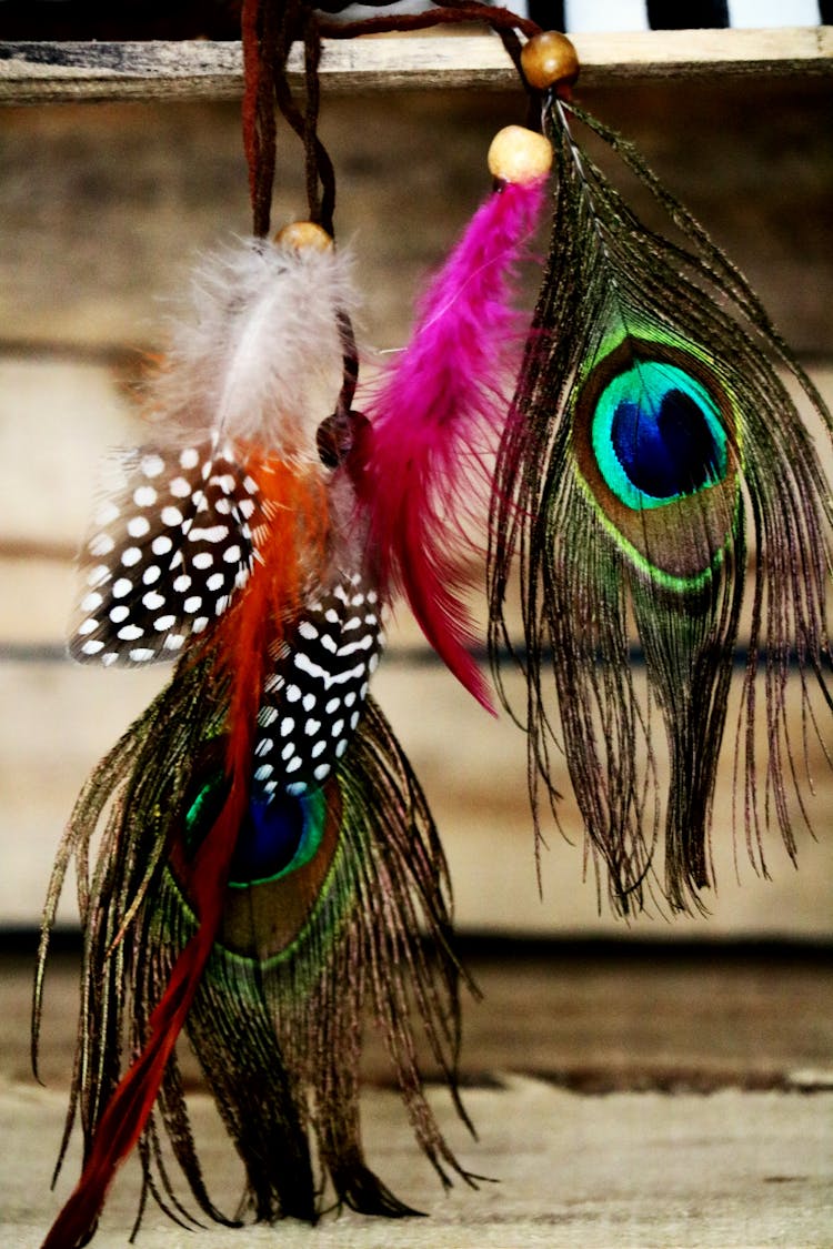 Set Of Multicolored Peacock Feathers Hanging On Rope