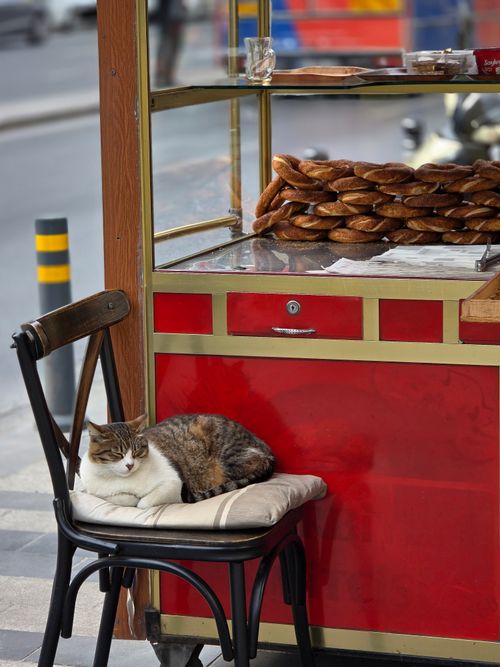 Free Charming street scene of a cat lounging by a simit cart in Istanbul, Turkey. Stock Photo