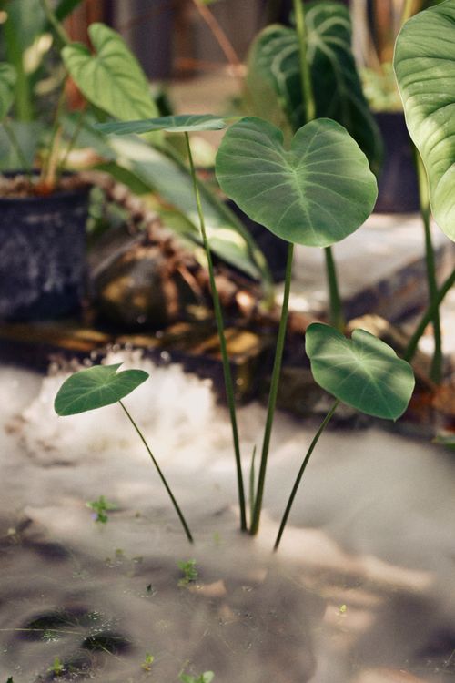 Free Vibrant close-up of Alocasia plants in a garden setting, showing lush green heart-shaped leaves. Stock Photo