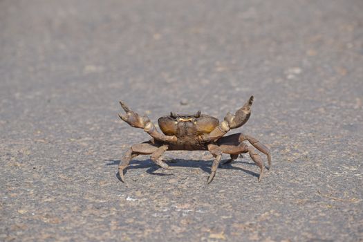 Captivating image of a crab in its natural rocky habitat, showcasing details of its exoskeleton.