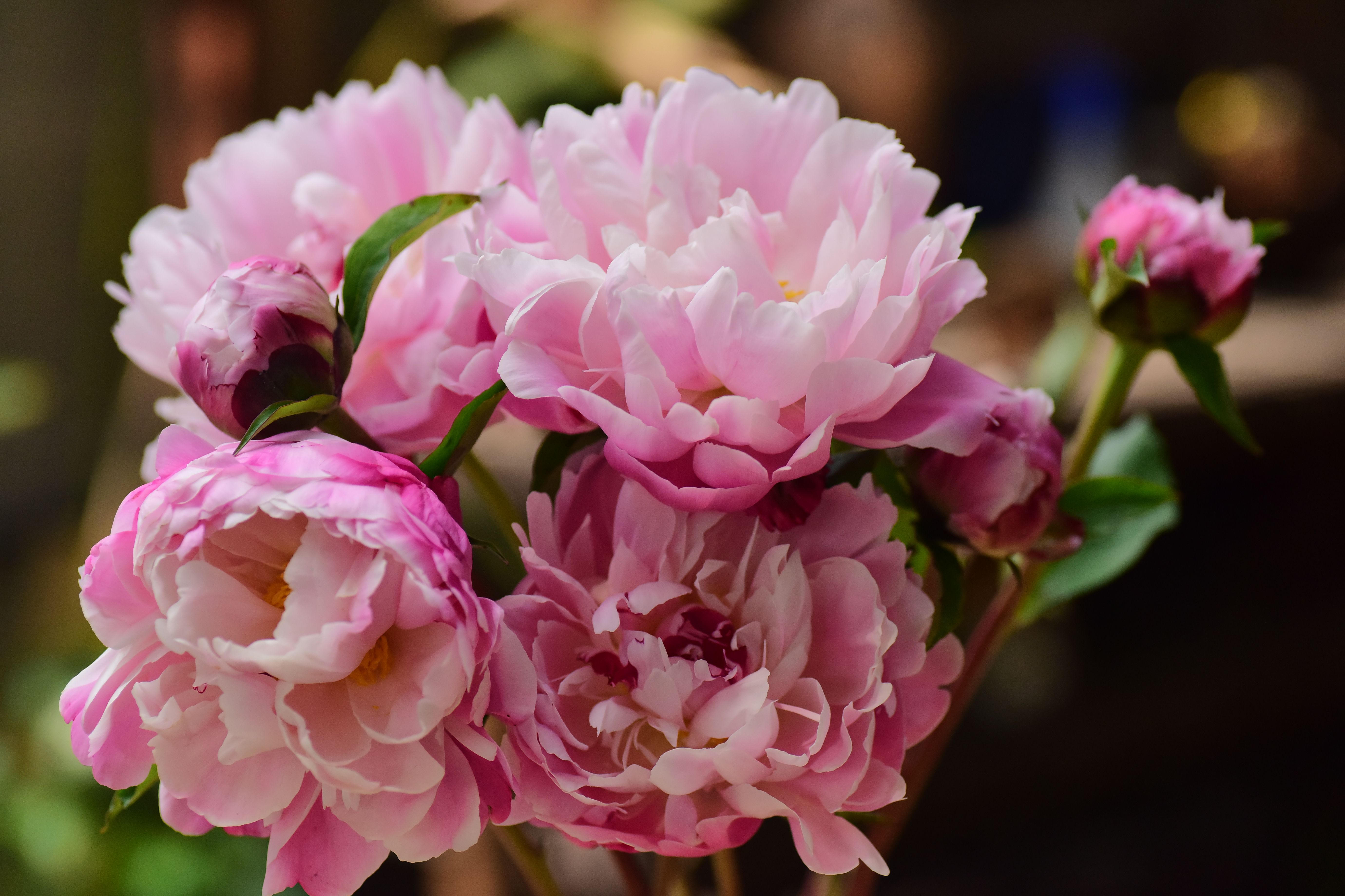 Beautiful pink peonies in full bloom captured with soft, natural lighting, showcasing delicate petals.