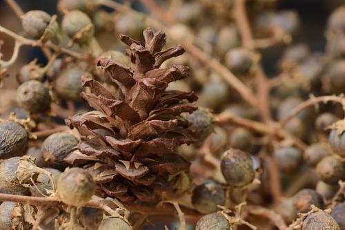 Free Detailed close-up of a brown pine cone surrounded by dried branches and seeds. Stock Photo