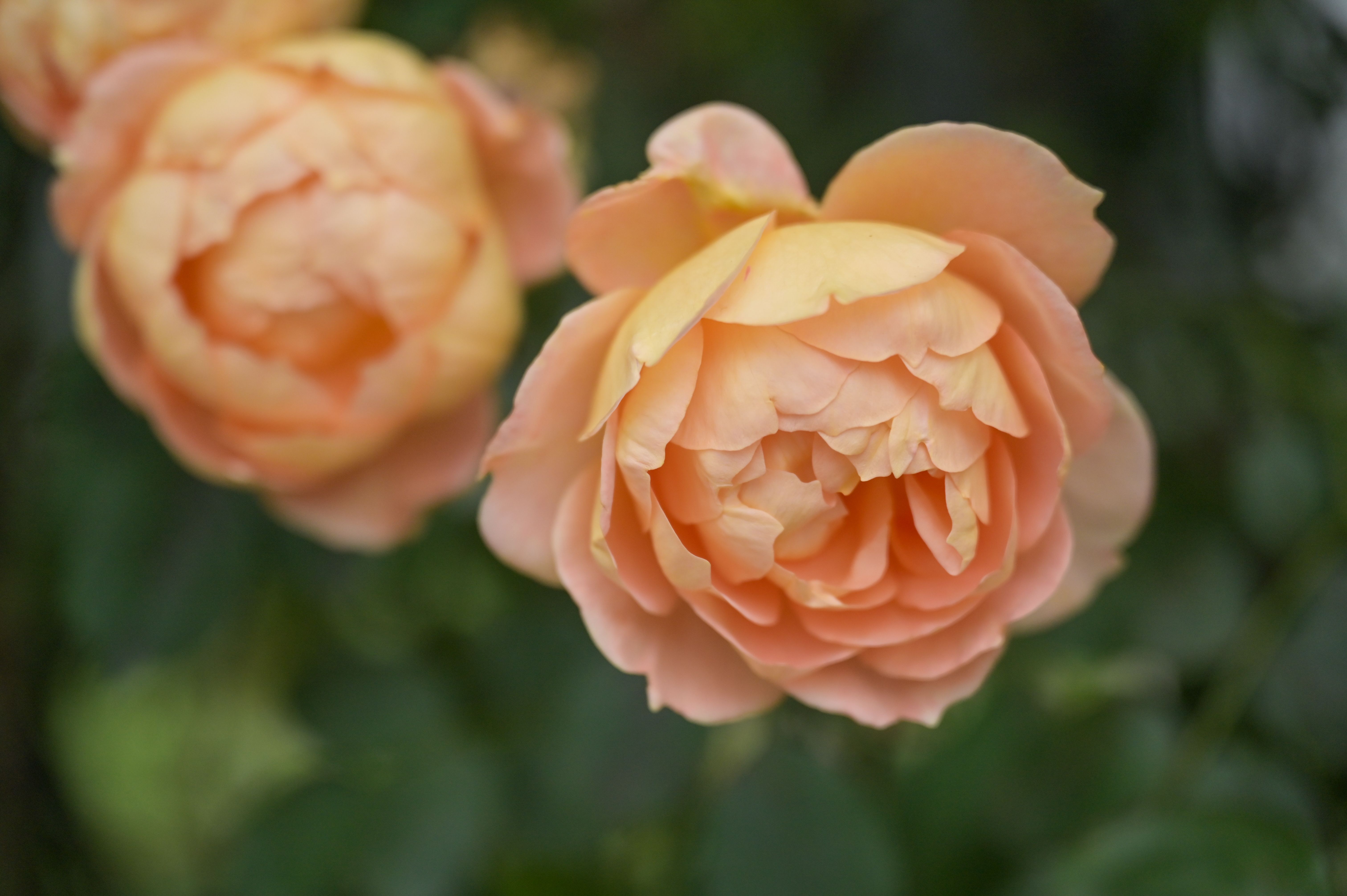 6 Surprising Ways to Use a Swiffer Mop Around the House - marthastewart.com — Photo by SunLi S on Pexels