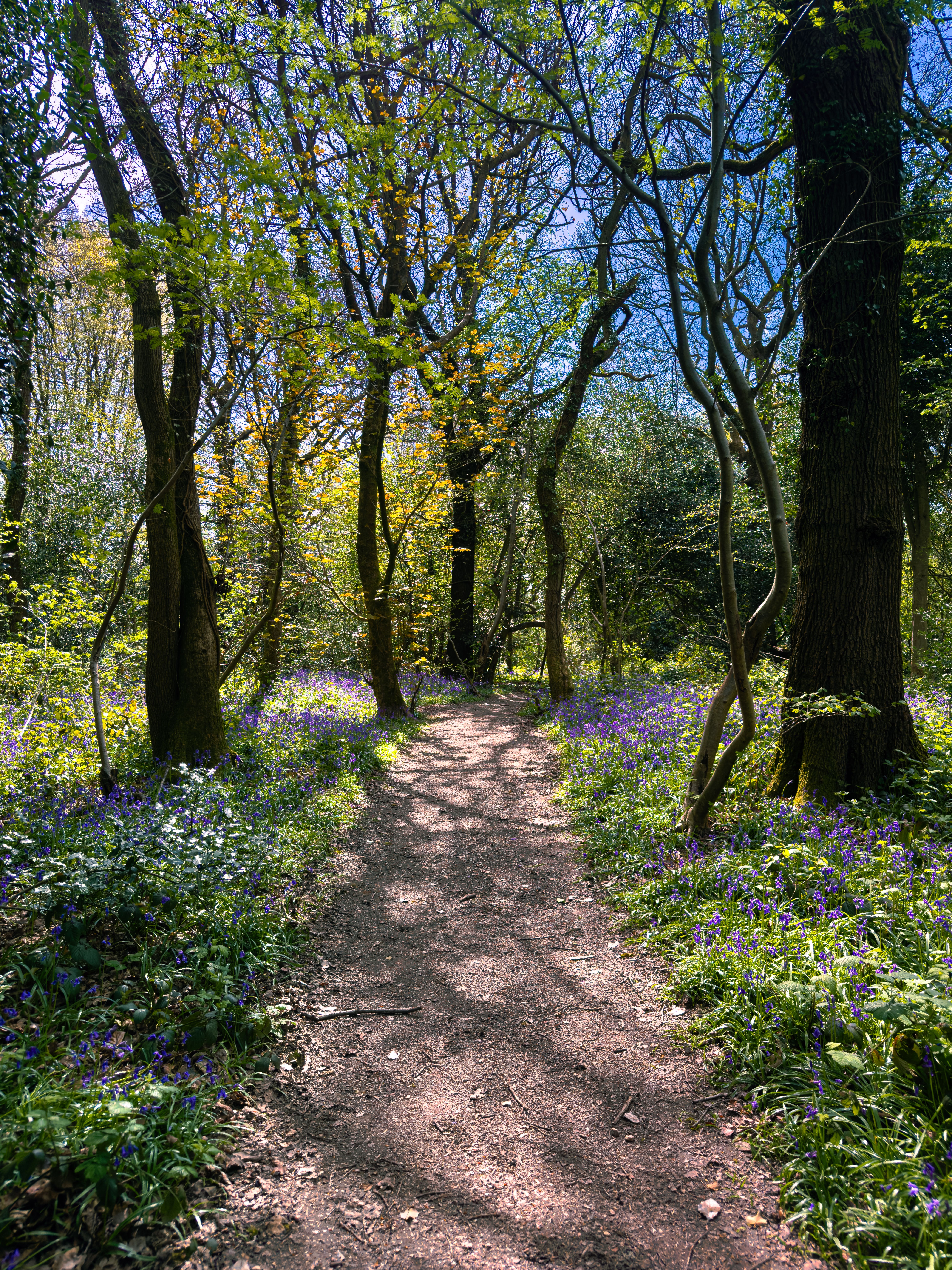 Enchanting Forest Path with Spring Bluebells · Free Stock Photo