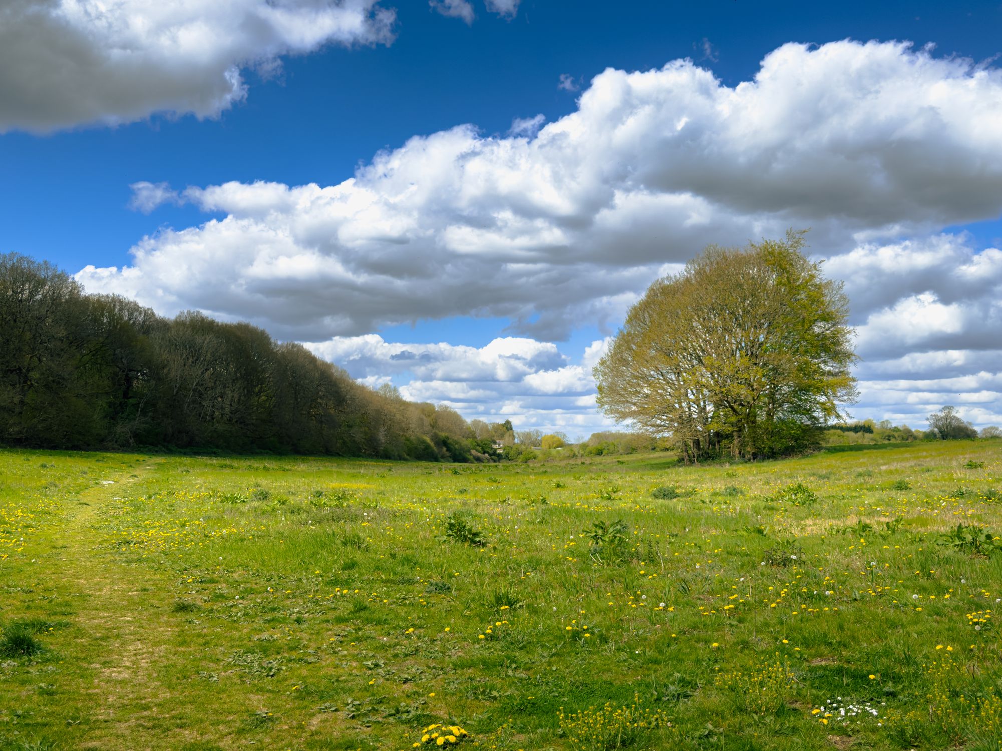 Beautiful spring meadow under a blue sky · Free Stock Photo