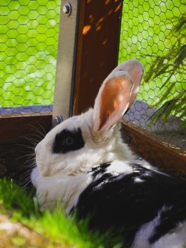 rabbit photo