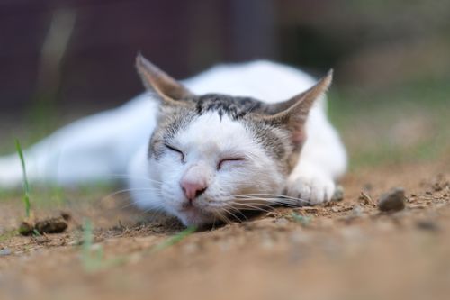 Free Peaceful cat sleeping on soil in a natural outdoor setting. Stock Photo
