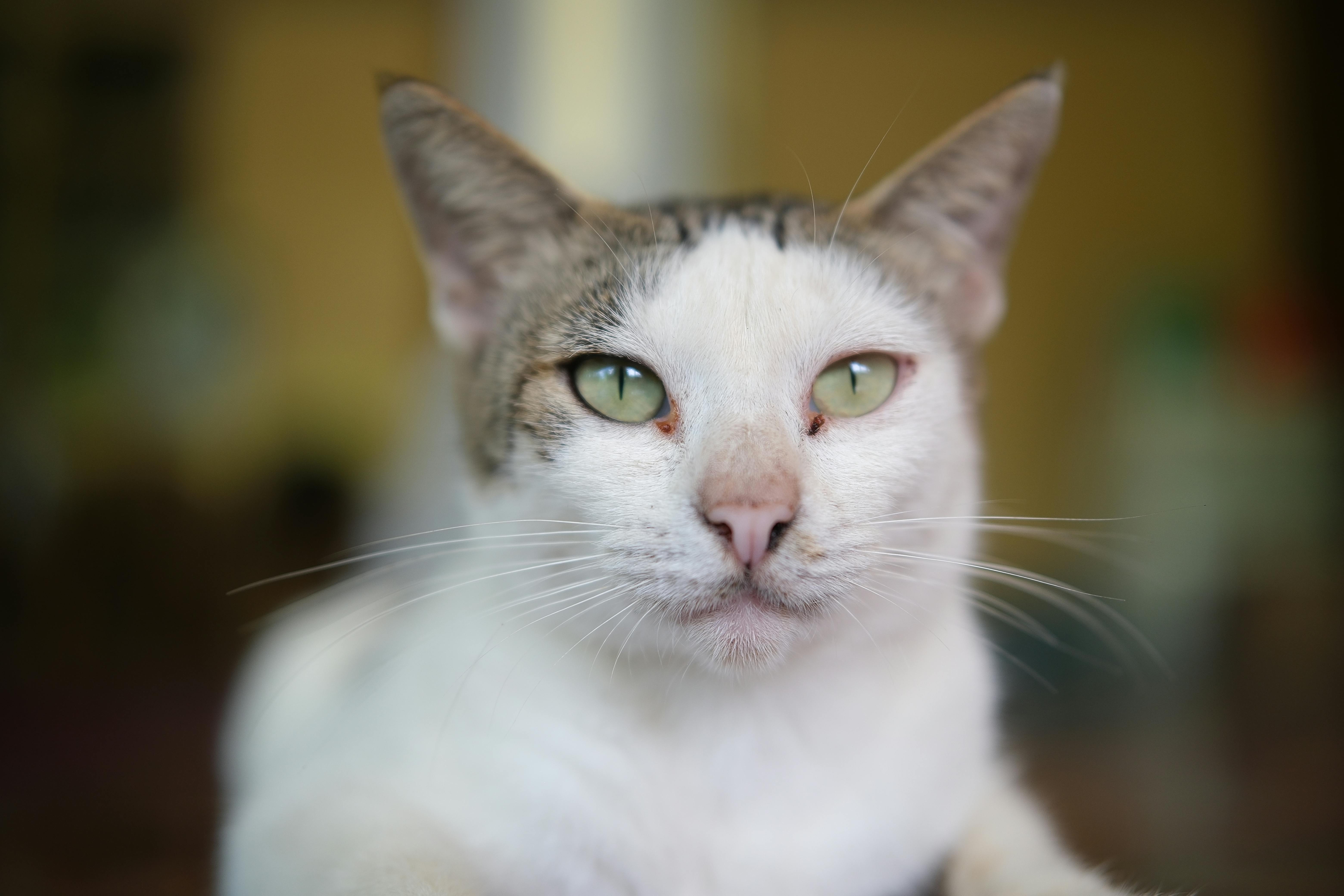 pet technology contact — Photo by KyoRa Kee on Pexels