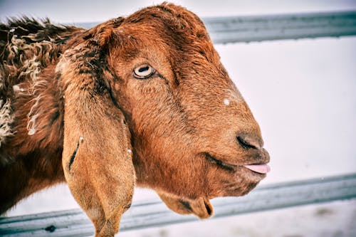 Brown Goat on Snow Covered Ground