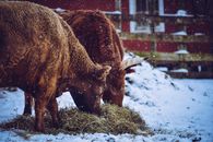 在一个多雪的冬季农场里，两头奶牛正在放牧干草